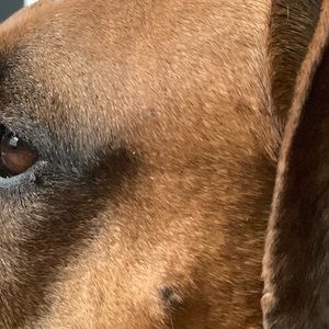 Meet your Posher, Holly